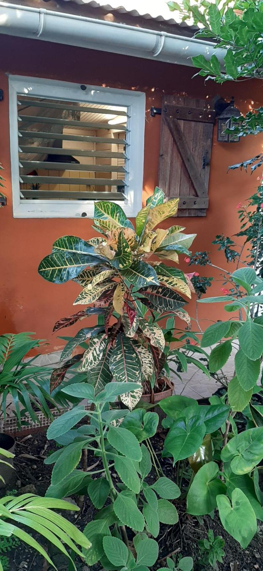 Bungalow Mangifera Proche De La Plage Le Diamant Exteriör bild